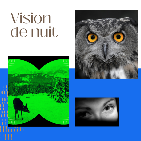 Pourquoi voit on moins bien la nuit 